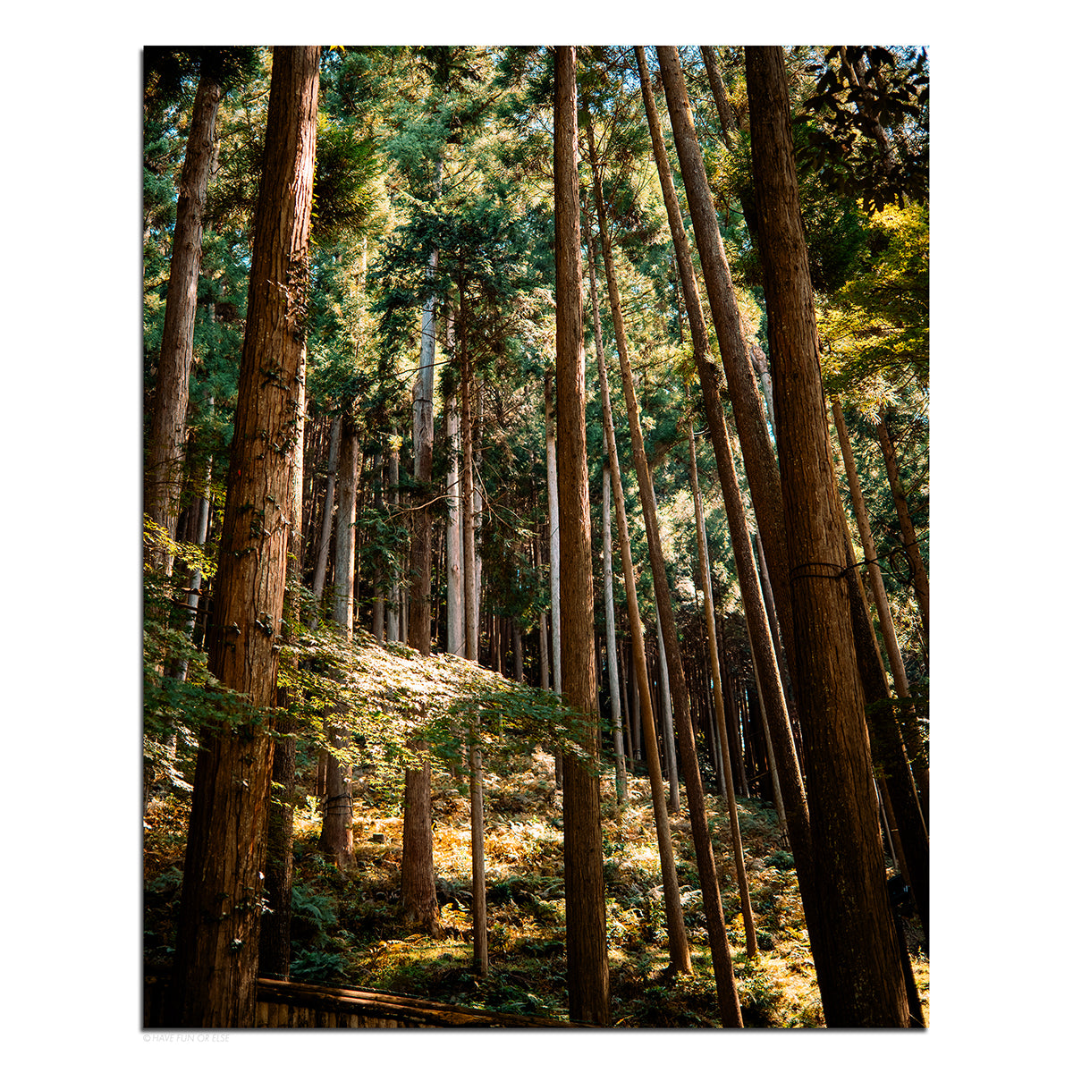 Fabled Forest - Photography Print