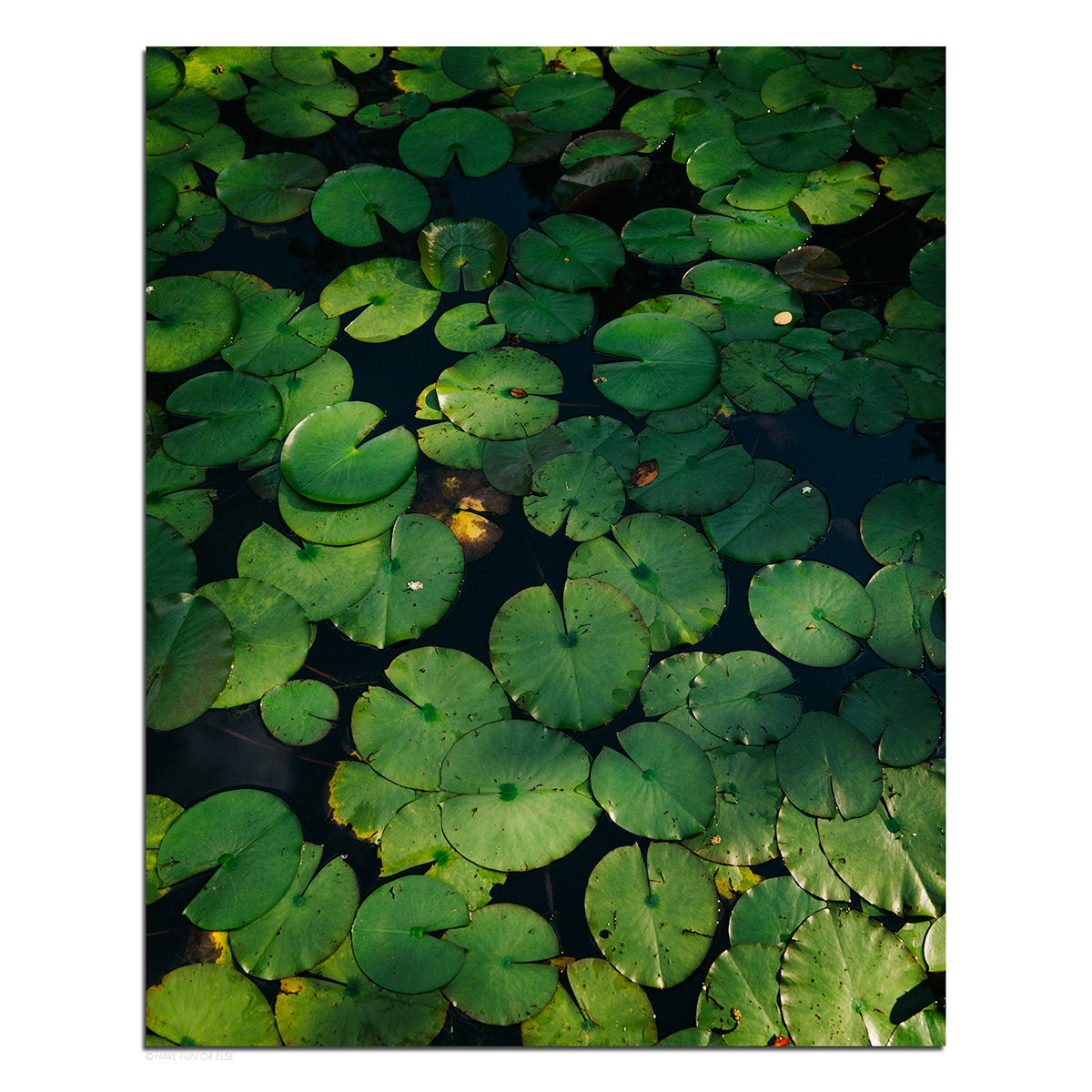 Padded Pond - Photography Print