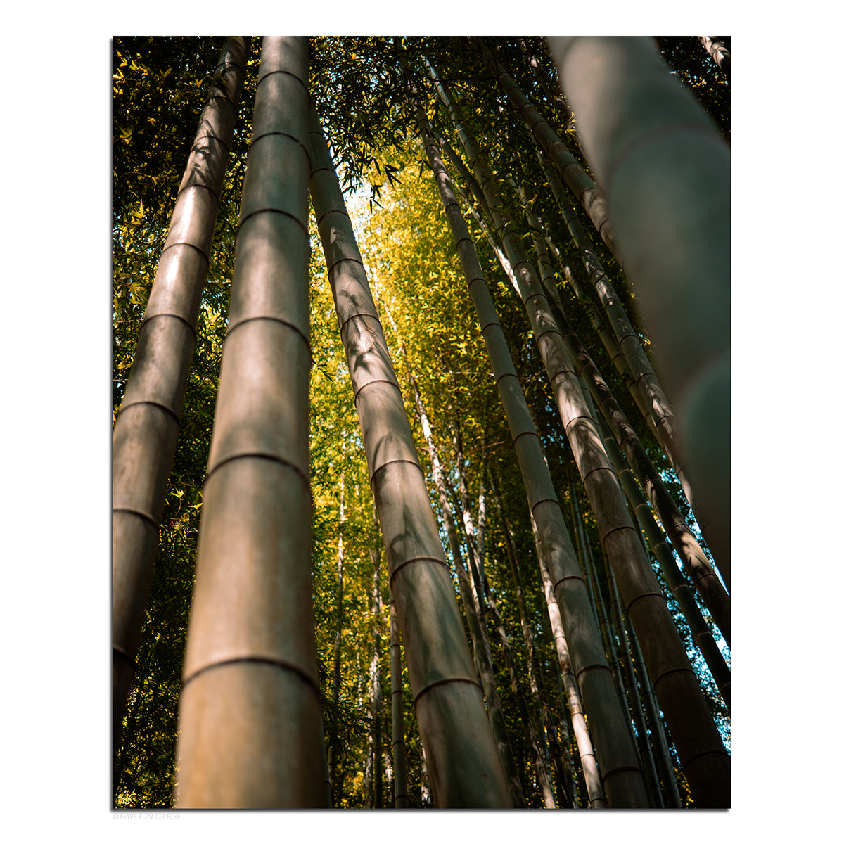 Shooting Stalks - Photography Print